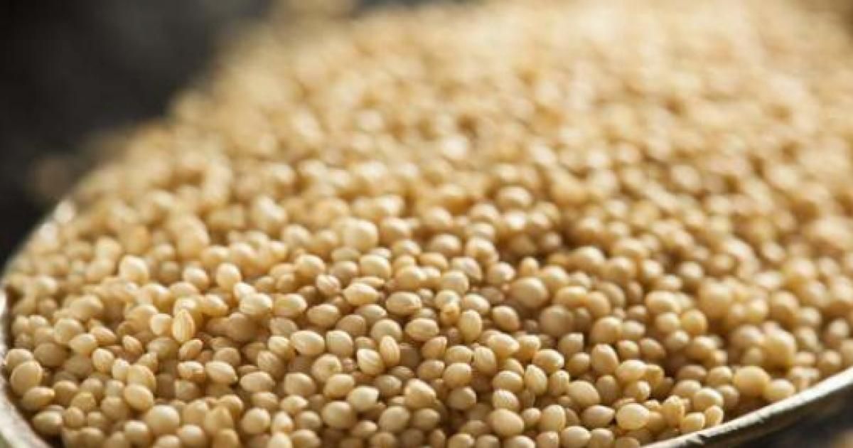 Productores de amaranto de Morelos serán profesionalizados