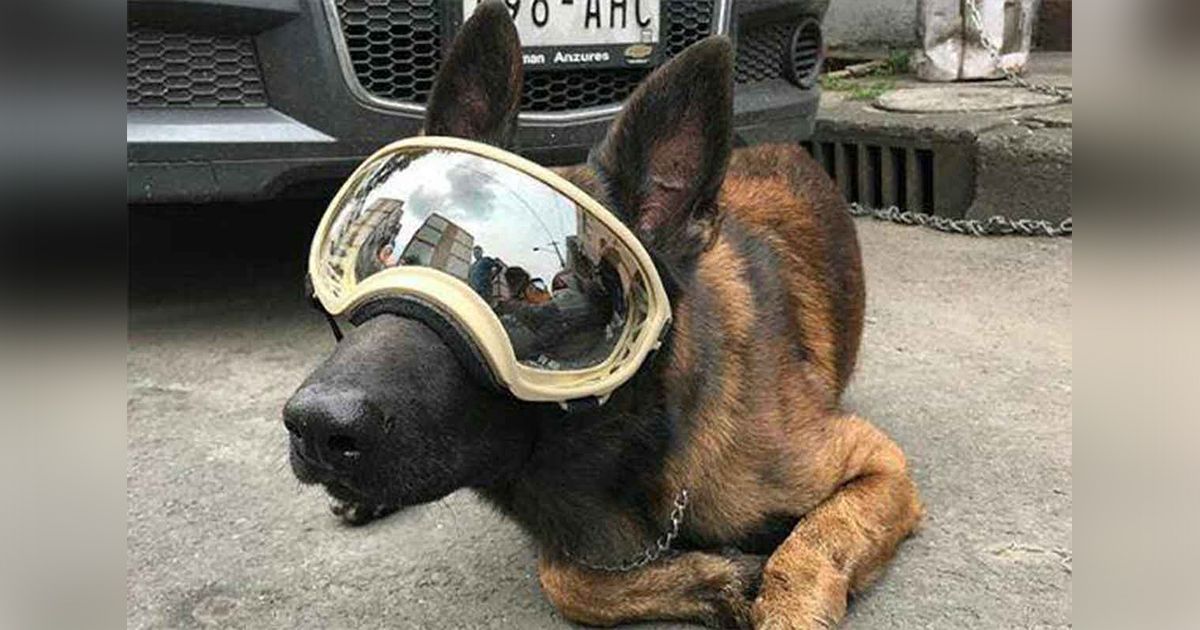 Perro rescatista pide ayuda para su cirugía