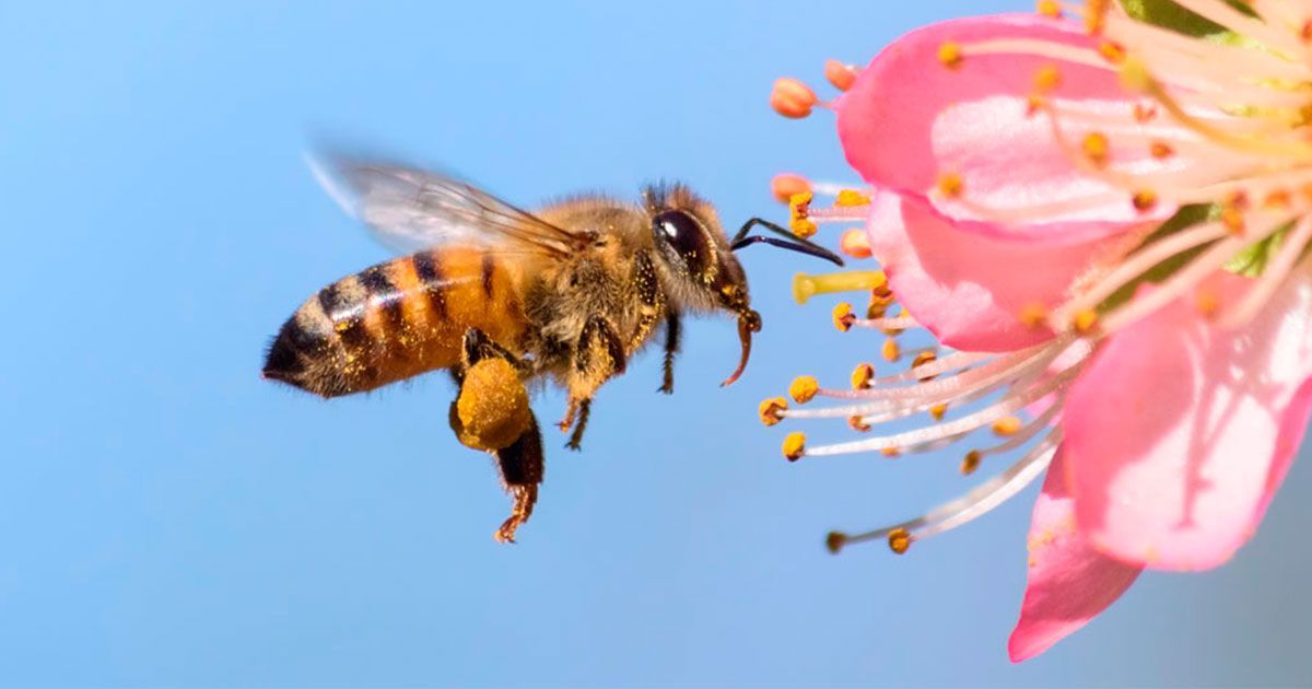 S.O.S, nos estamos quedando sin abejas