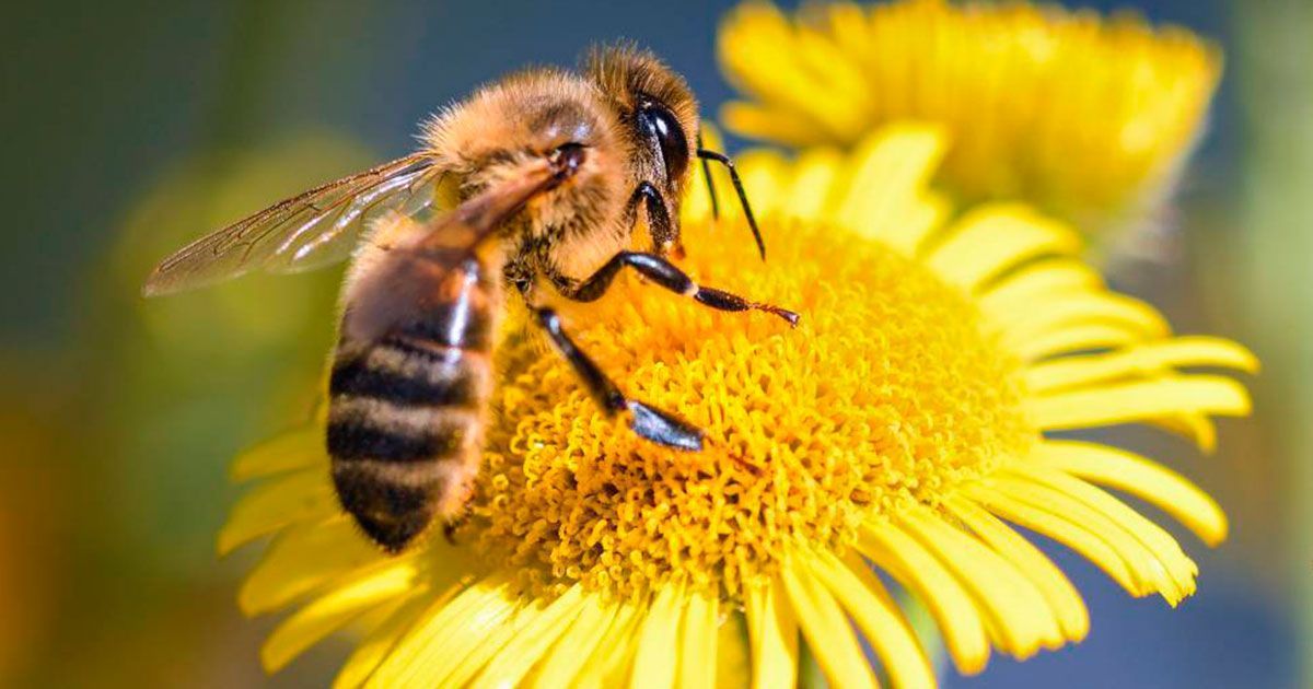 Alertan de peligro por crisis de polinización