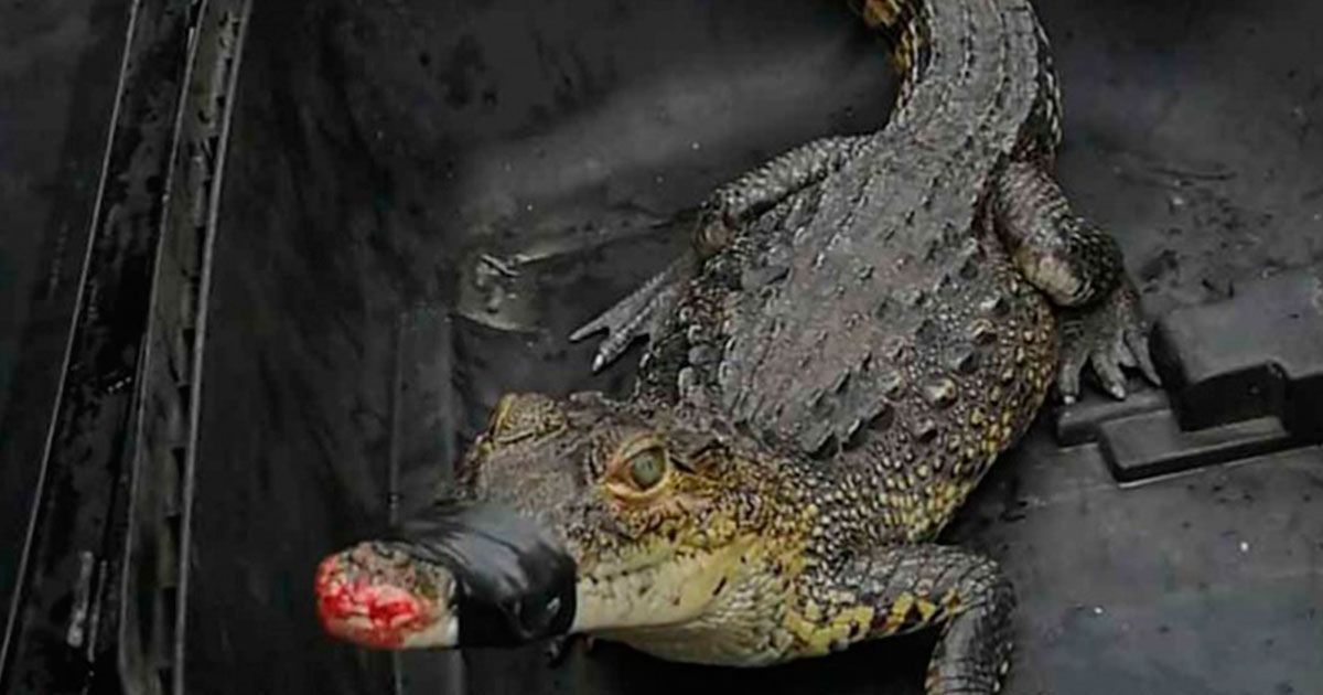 Atrapan a cocodrilo en Querétaro