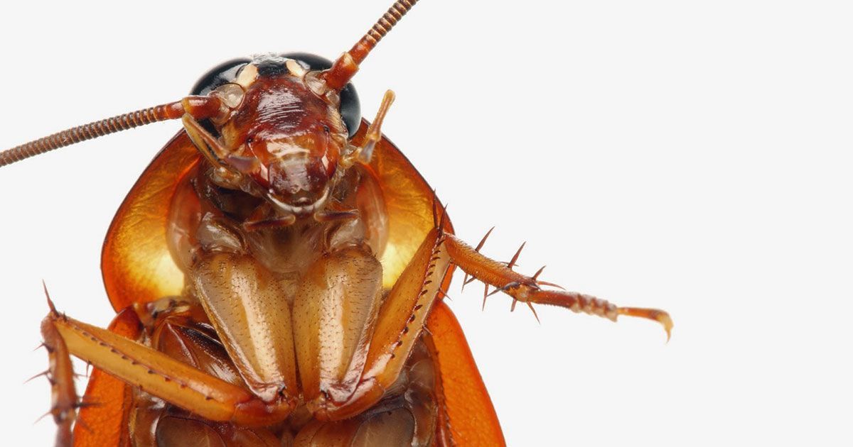 ¿Hay muchas cucarachas en tu casa? Prueba estos remedios naturales