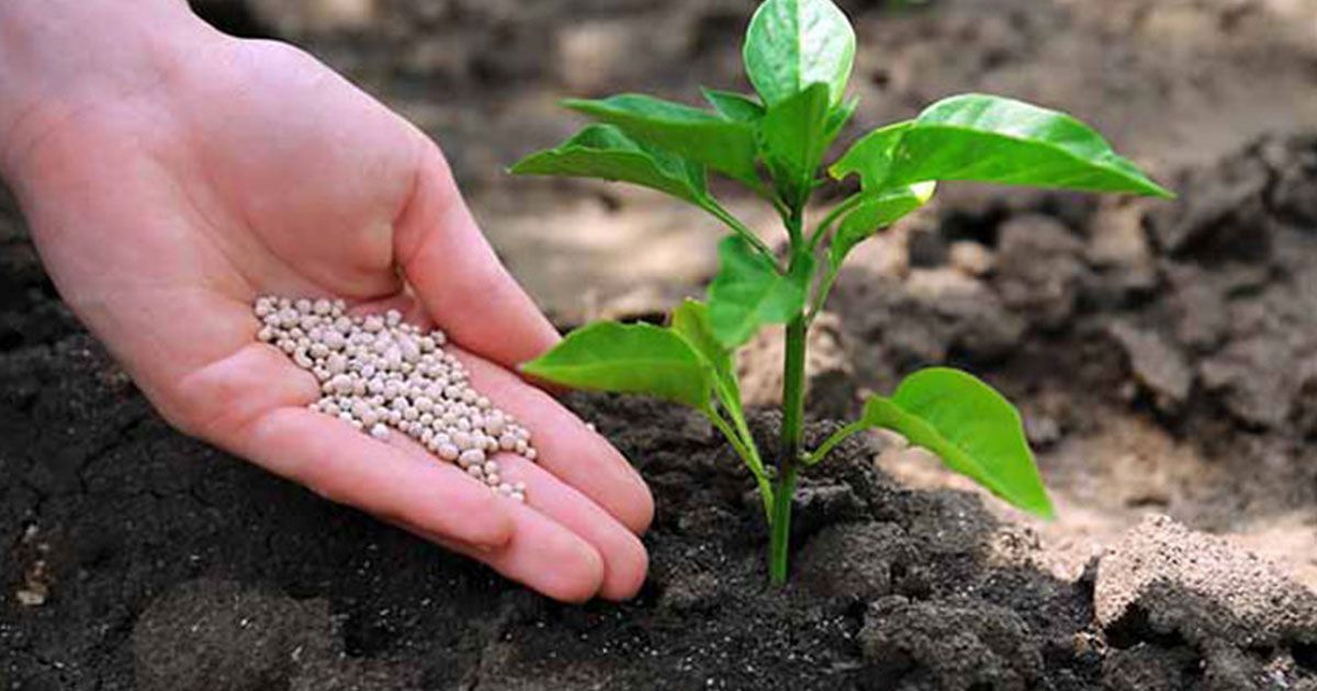 Comienza la entrega de fertilizante