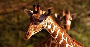 Alertan sobre la extinción de las jirafas