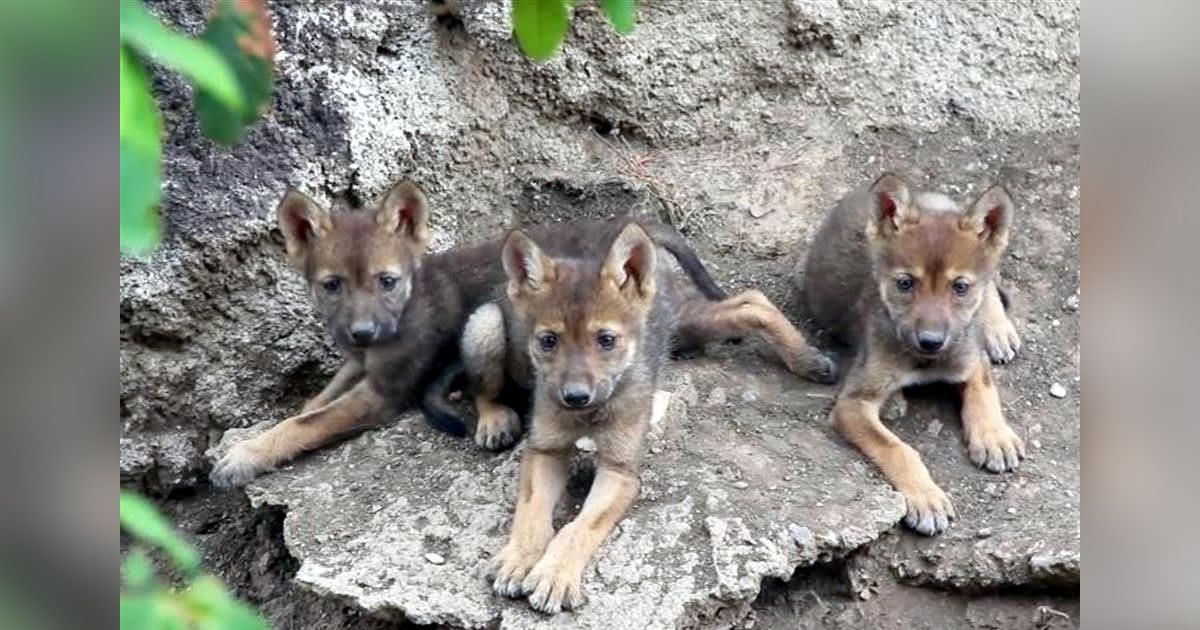 Nacen 3 lobitos grises en Coahuila