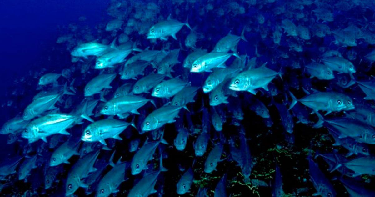 Calentamiento afecta vida marina