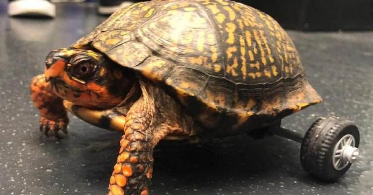 Él es Pedro, la tortuga que camina con ayuda de llantitas de carrito