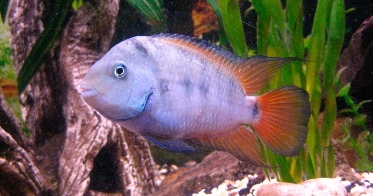 Pez sufre de “mal de amores”