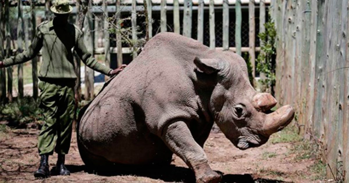 Fertilizan in vitro a rinoceronte para preservar la especie