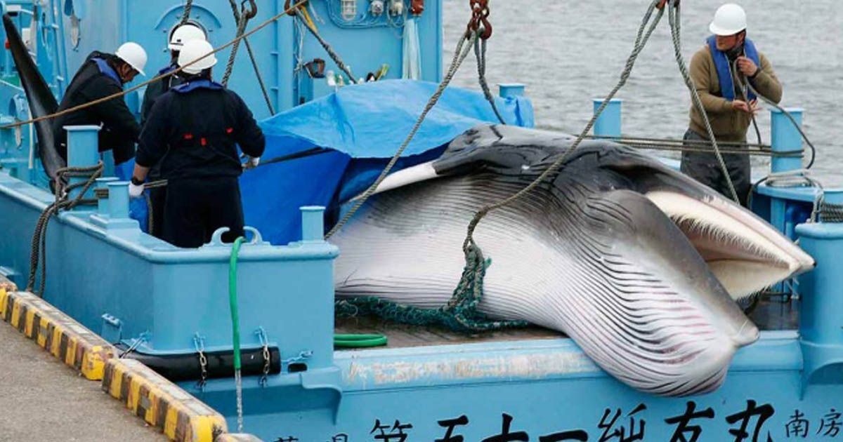 Reinicia Japón la caza de ballenas
