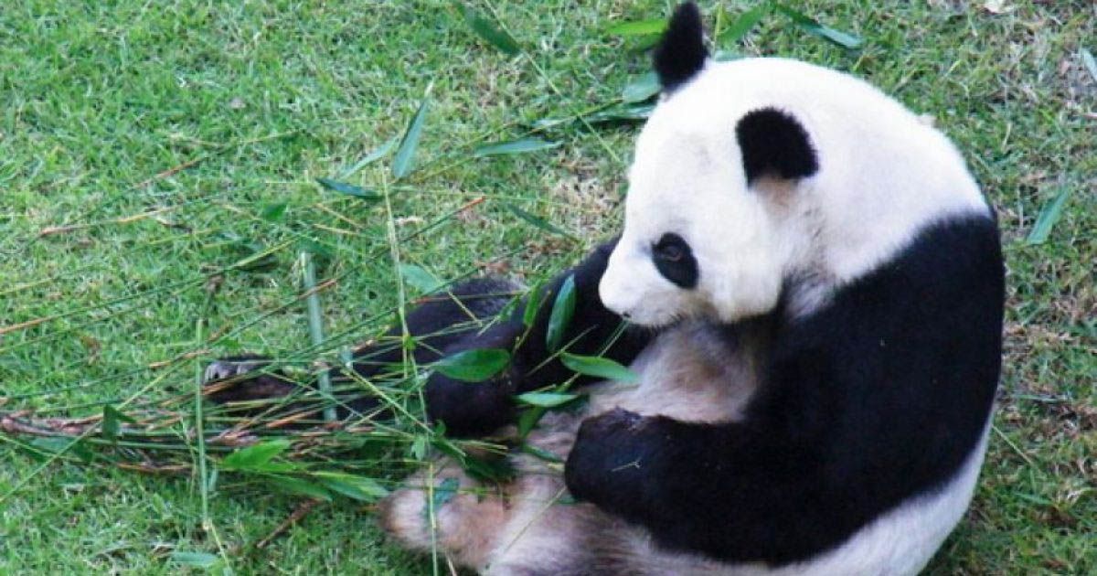 Festejan al panda “Xin Xin” sus 29 años