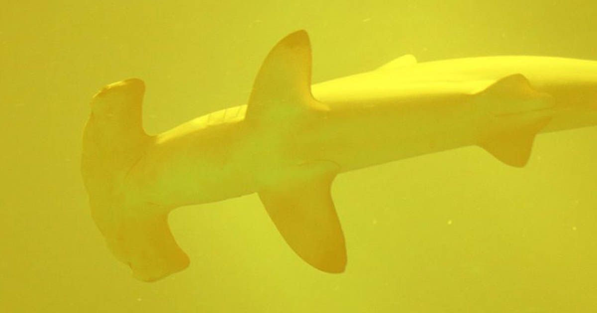 Descubren tiburones vivos dentro de un volcán