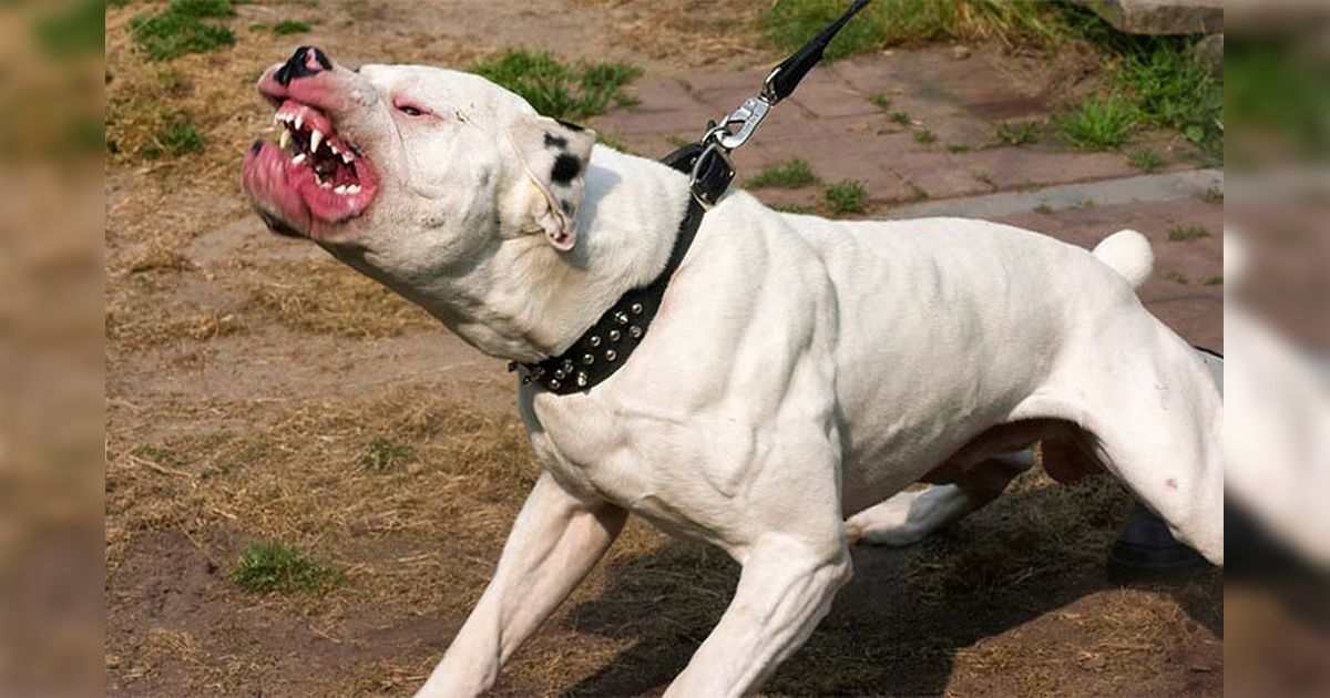 Perro Pitbull mata a menor en CDMX