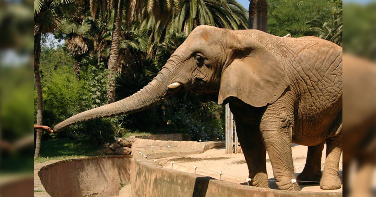 Recortan presupuesto para Zoos de CDMX