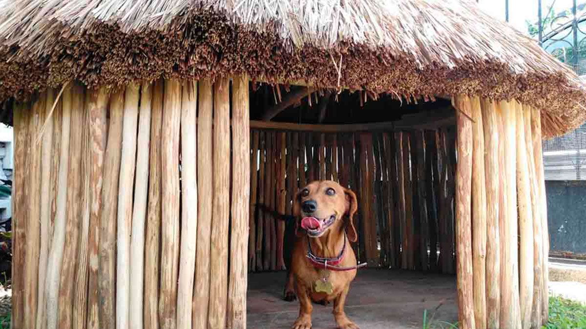 Crean casas mayas para tus mascotas