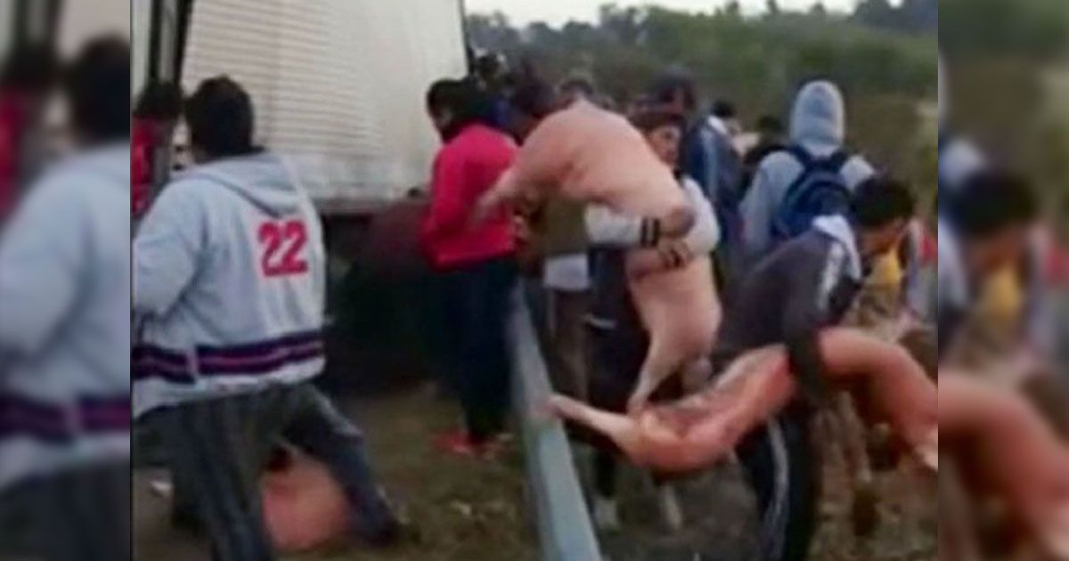 Vuelca camión de cerdos y vecinos hacen rapiña