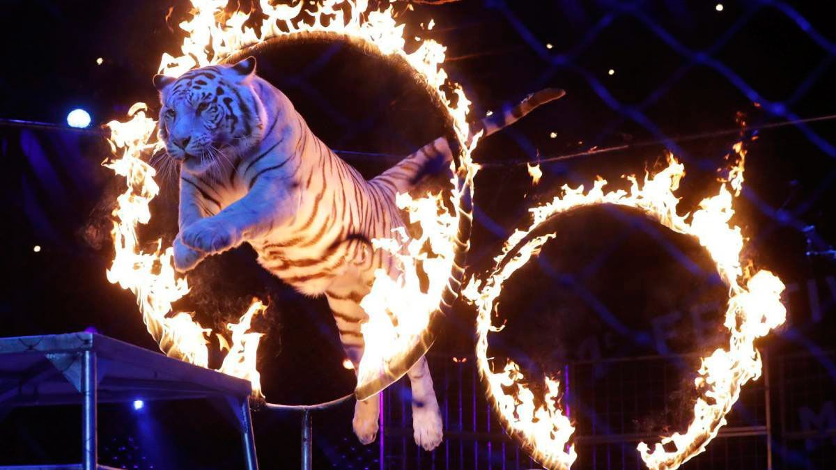 Podrían volver animales al circo gracias a diputados de Morena