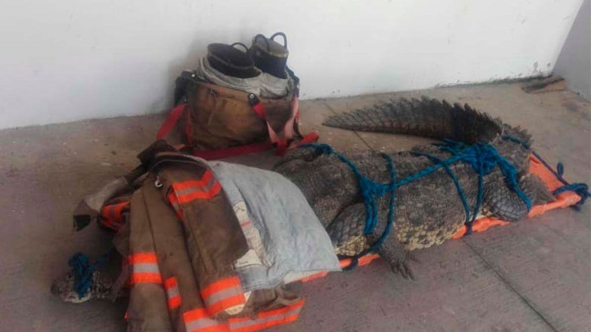 Merodea cocodrilo en zona hotelera de Nayarit