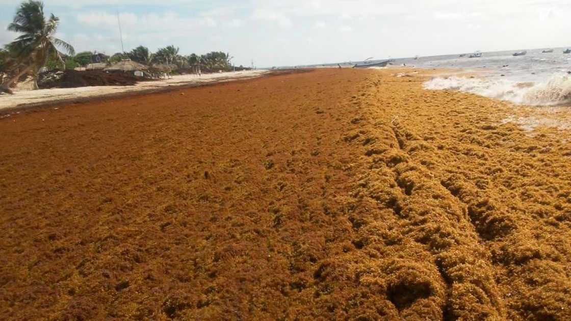 Sargazo puede tener diversos usos