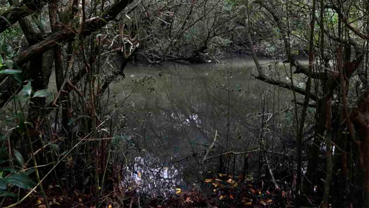 Denuncian ecocidio en manglares de Quintana Roo