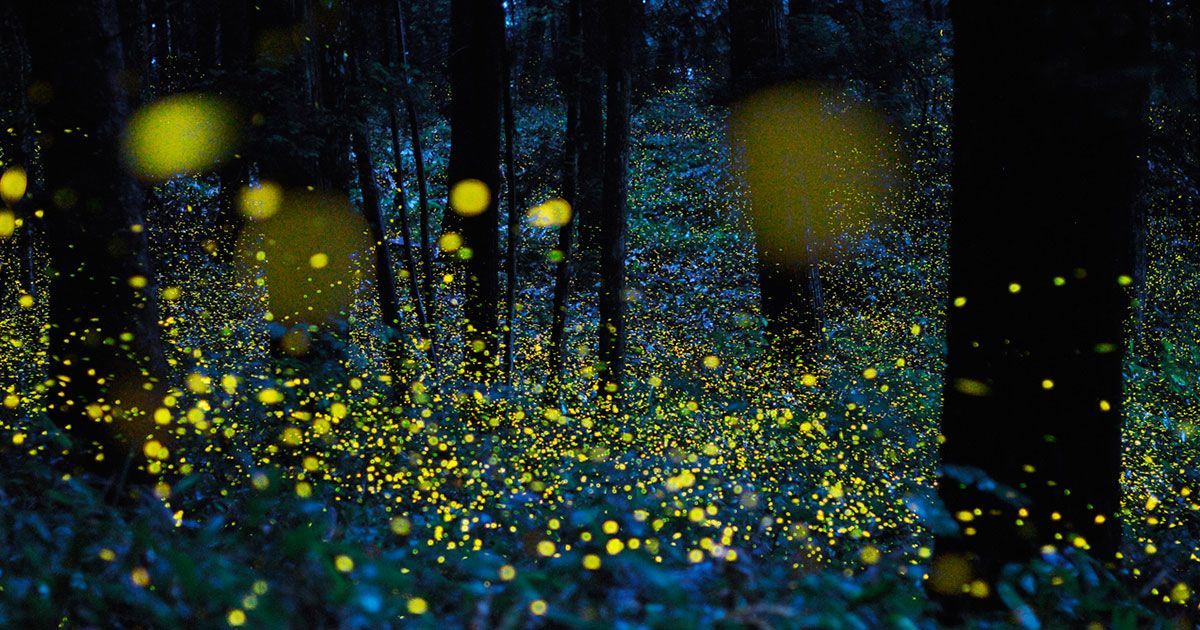 Bosques de Tlaxcala brillan con la Danza de las Luciérnagas