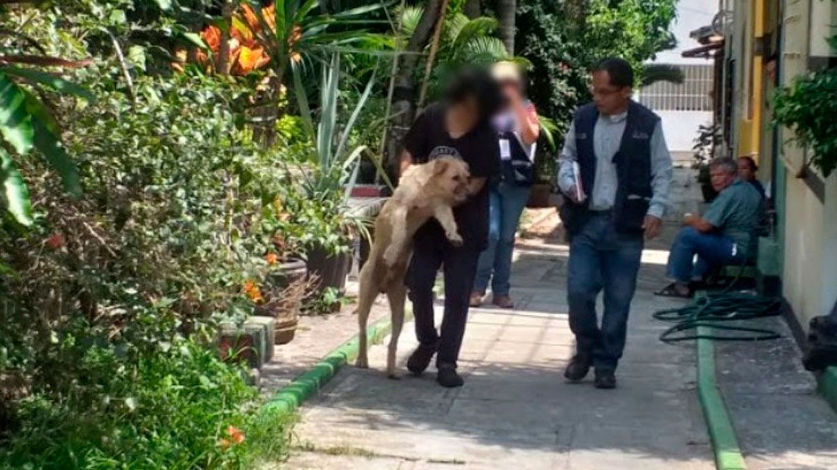 Atiende Propaem denuncias por maltrato animal