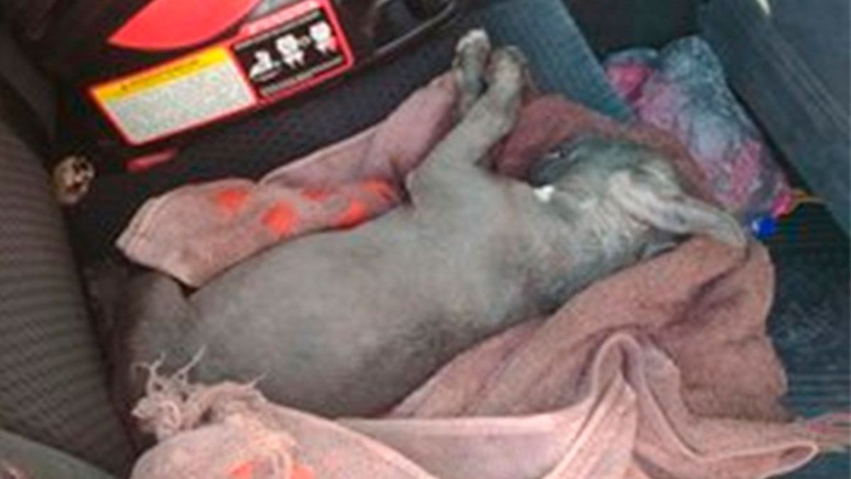 Dueña de perritos los deja en el coche y mueren insolados