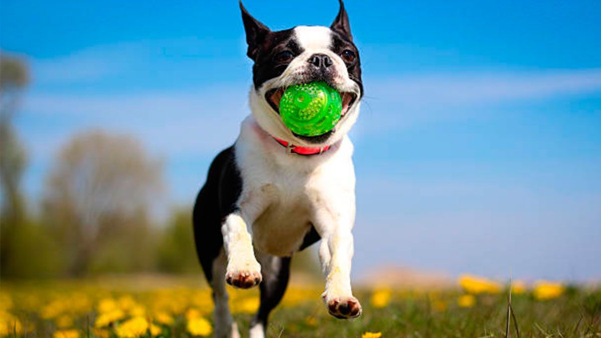 Multarán a quien deje a su mascota en el sol en Chihuahua