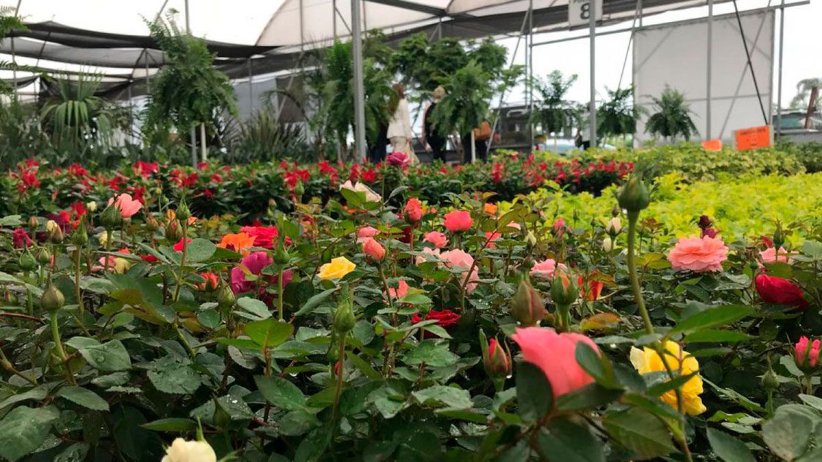 Habrá Expo Nacional Ornamentales en Morelos