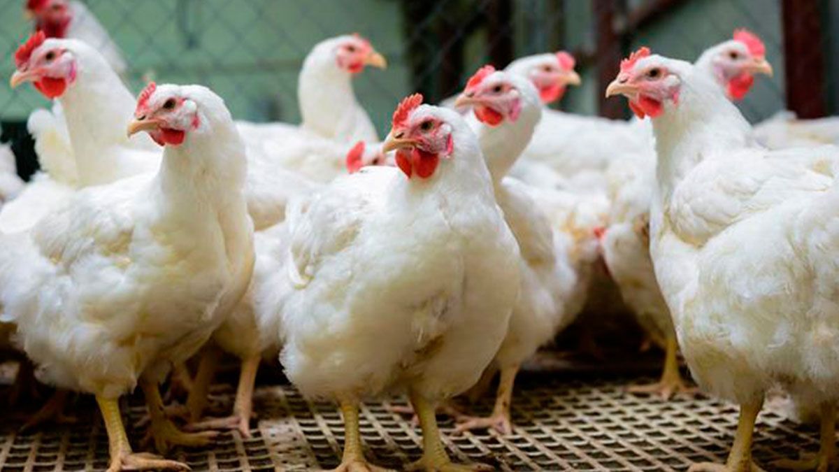 Suspenden compra de pollo mexicano en Hong Kong por gripe aviar