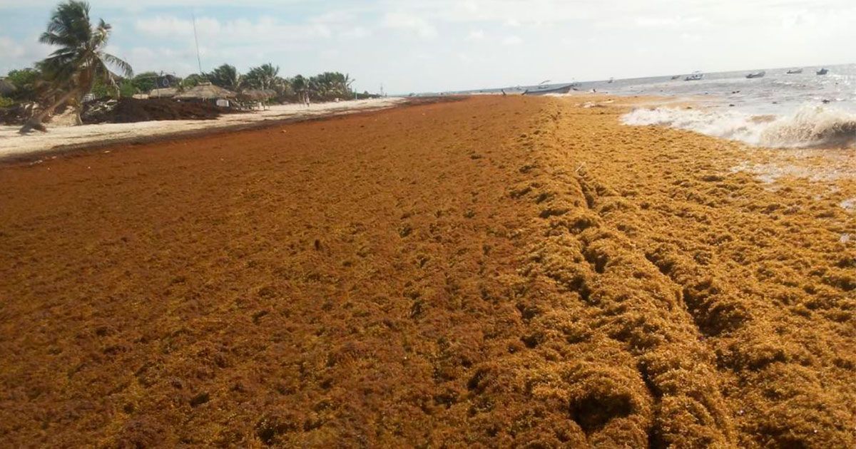 24 Morelos Sargazo en la playa