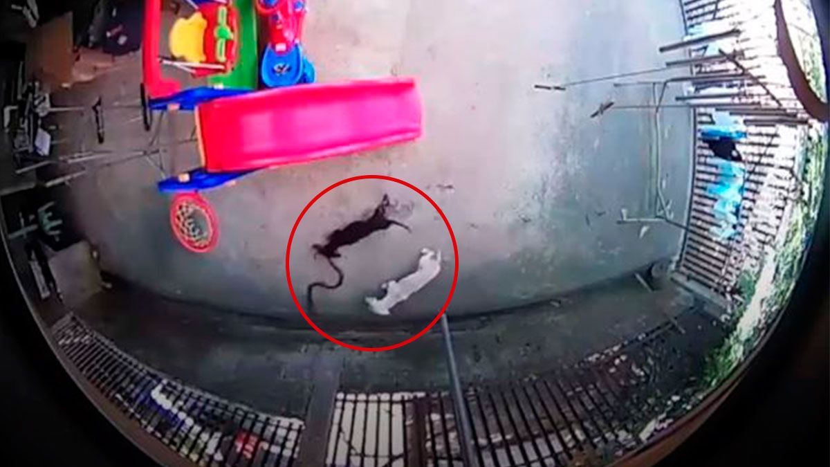 Perritos defienden su hogar de una cobra en Filipinas