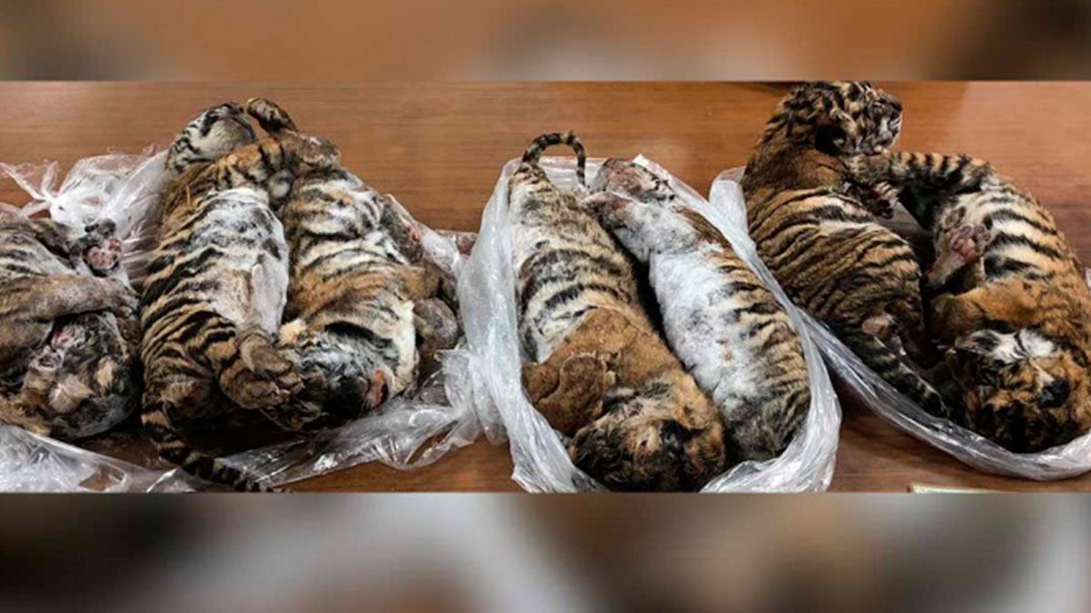 Encuentran cachorros de tigre congelados en Vietnam