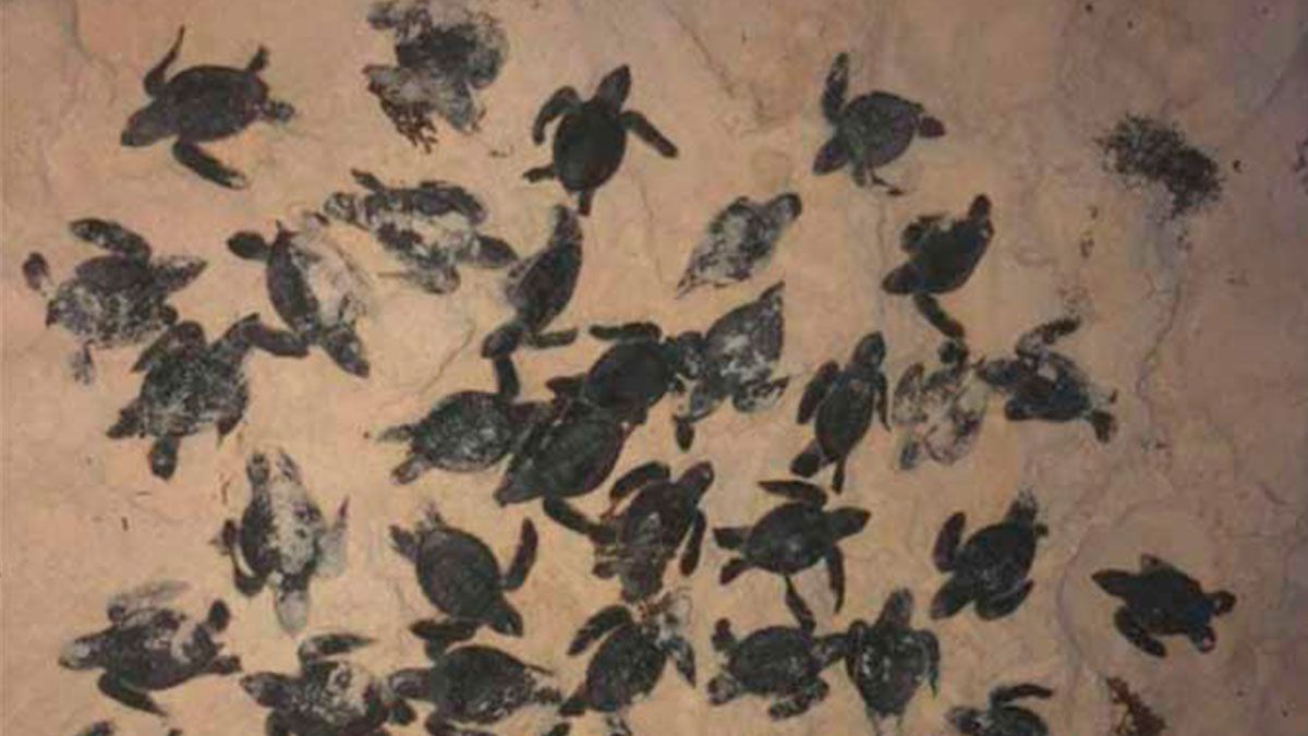 Mueren tortugas por sargazo