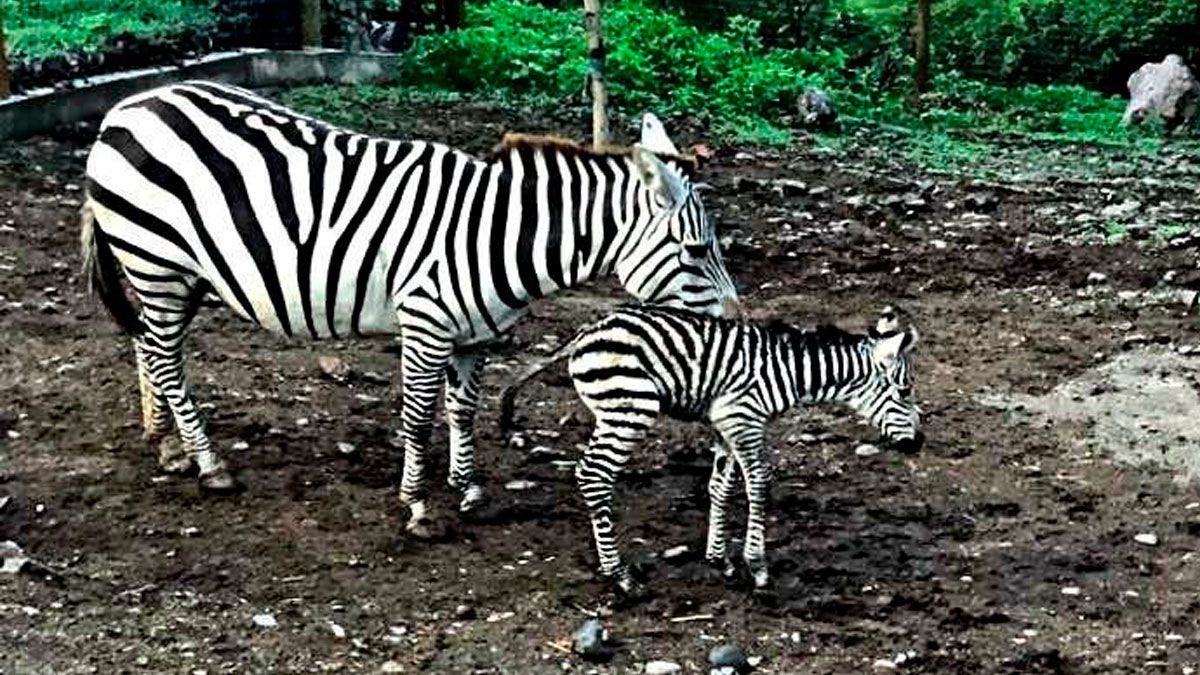 Nace cebra en cautiverio en Parque de Jonacatepec en Morelos
