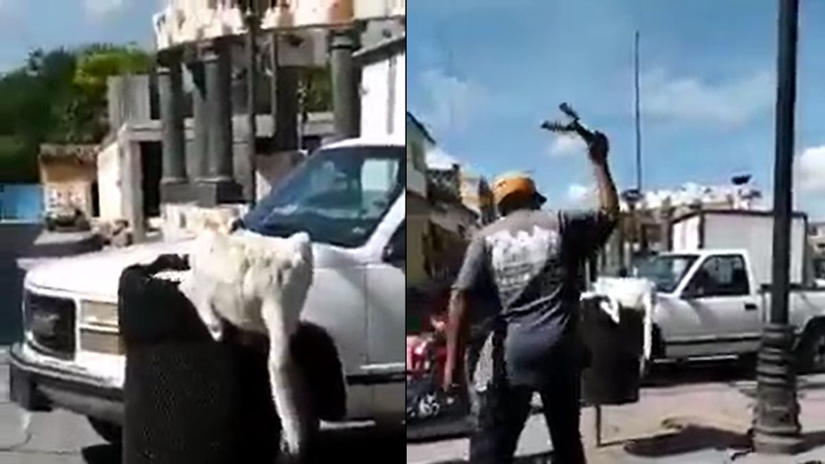 24 Morelos Maltrato Animal