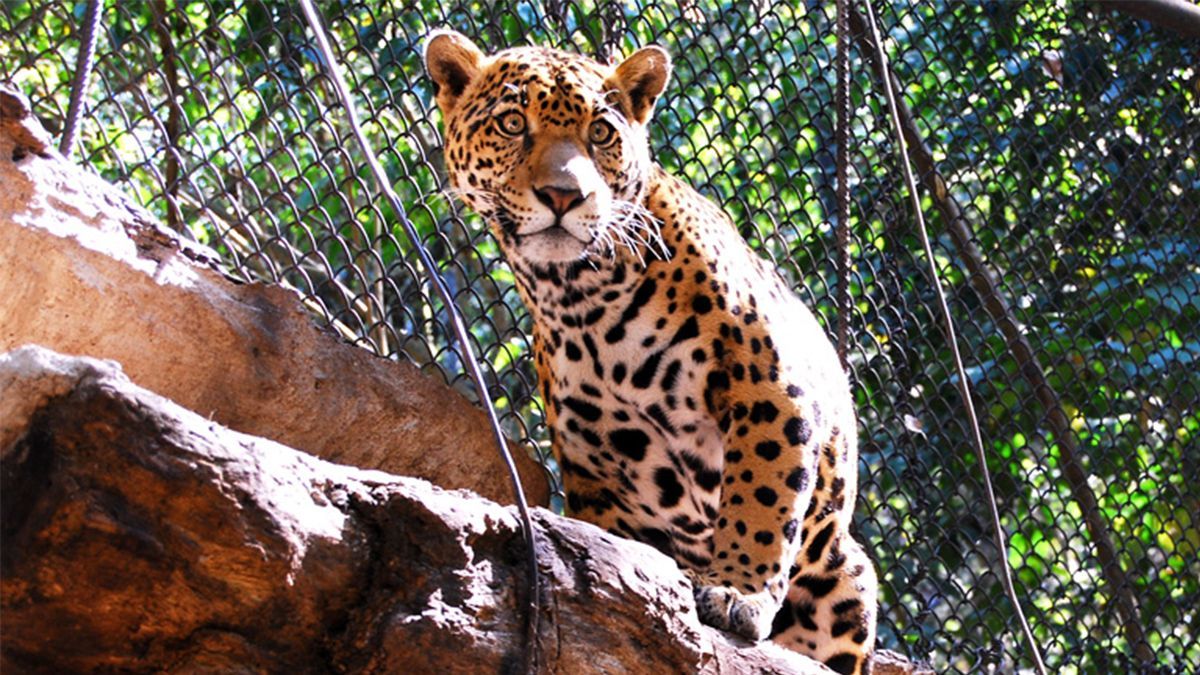 24 Morelos Zoológico