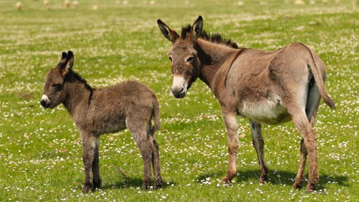 Burro mexicano, en peligro de extinción