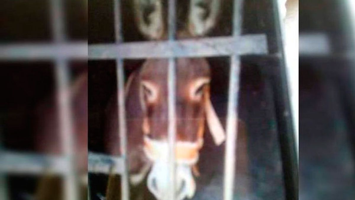 Detienen a burro en Oaxaca porque dueños no pagaron impuestos