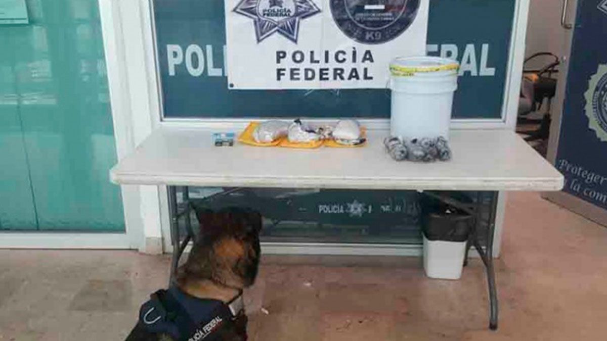 Encuentran droga en bote de chiles jalapeños en Sinaloa