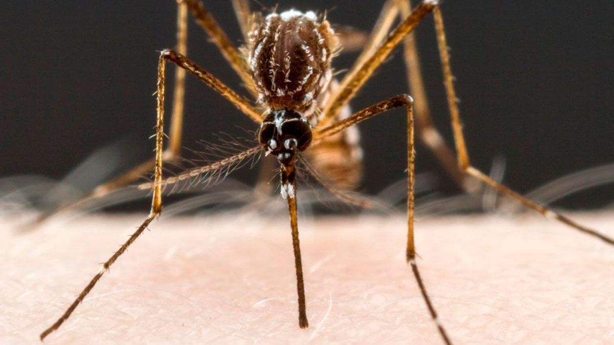 Al alza, casos de dengue en México