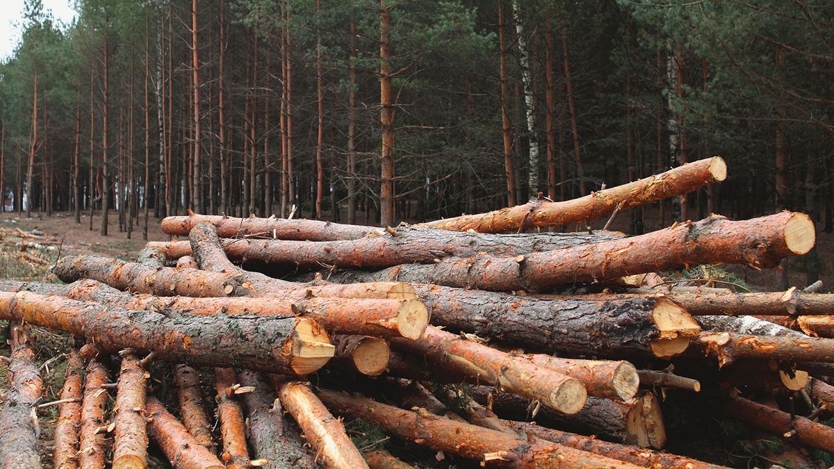 Sentenciados en Chiapas por Ecocidio - 24 Morelos