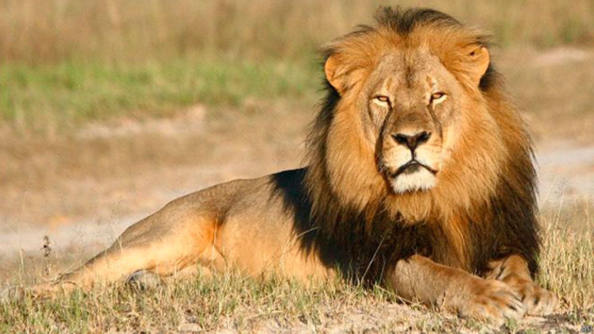 Leones matan a hombre, los sacrifican después
