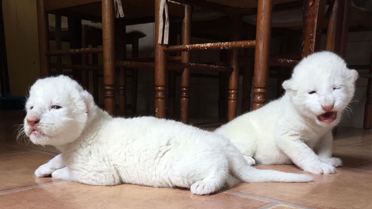 Nacen cachorros de león blanco en Francia