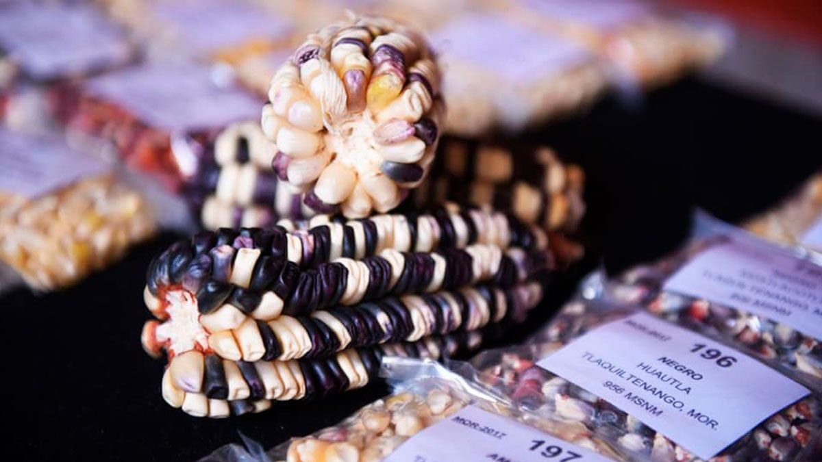 Anuncian Fiesta del Maíz en Totolapan