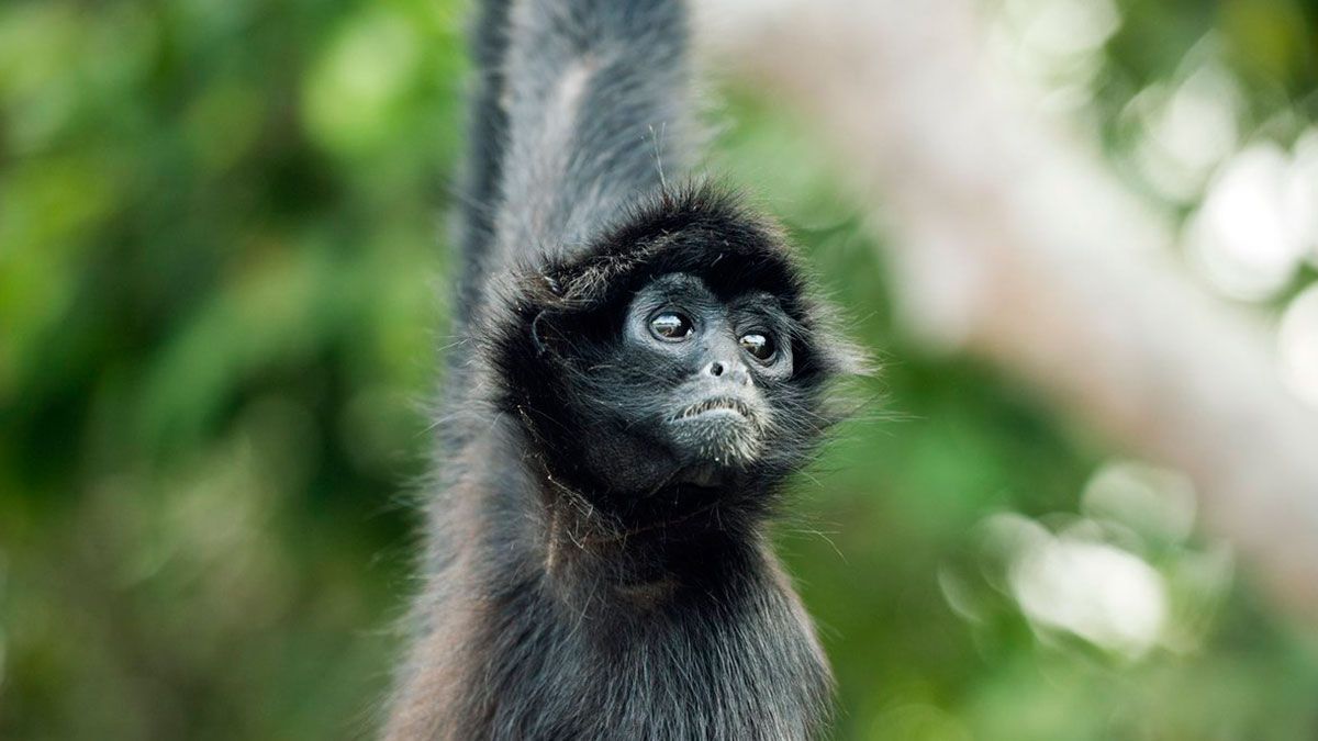 Decomisan especies en peligro de extinción en Chiapas