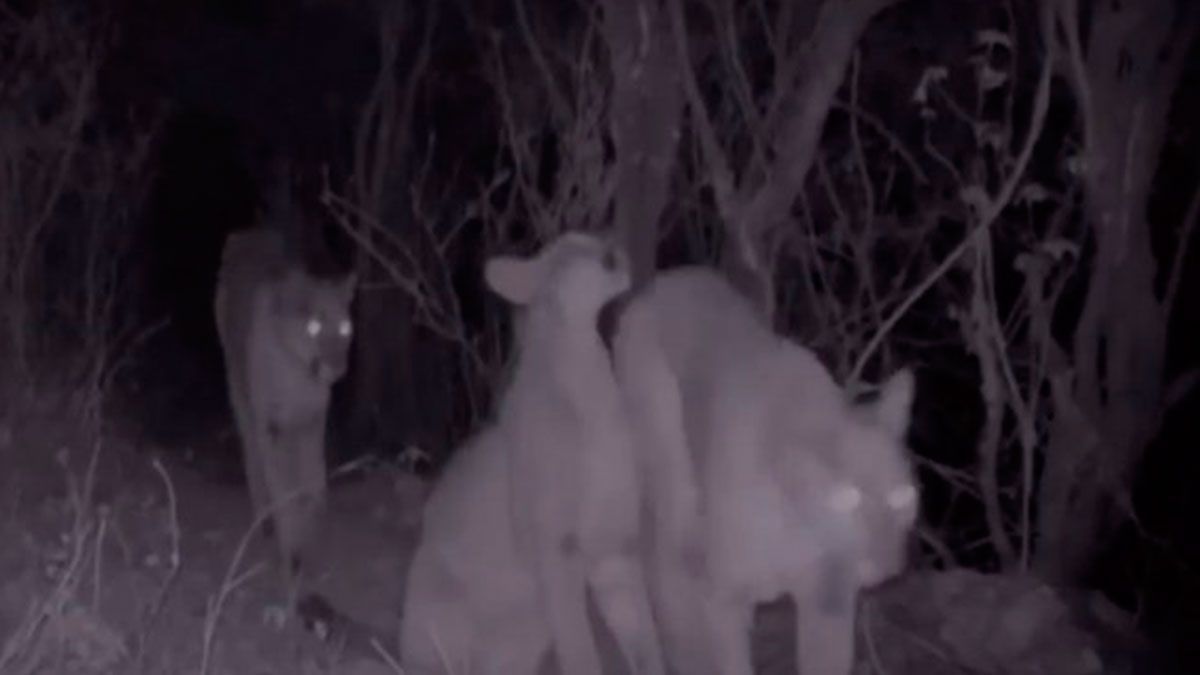 Nacen pumas en Hidalgo