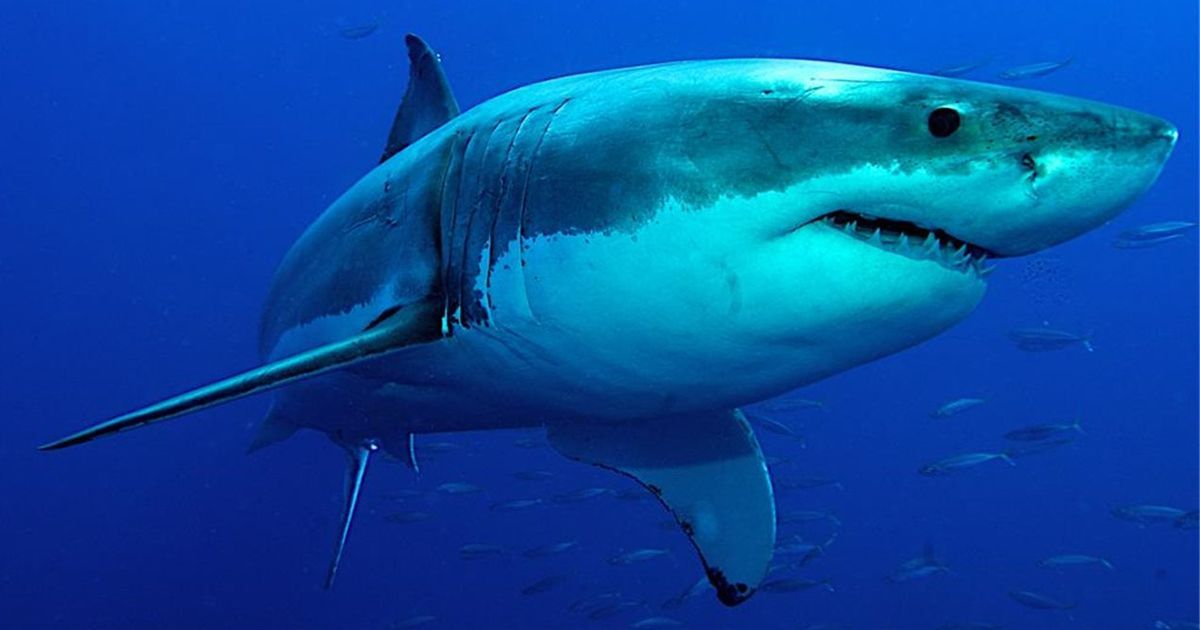 24 morelos playa en florida