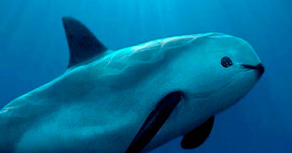 Sigue en peligro de extinción la vaquita marina