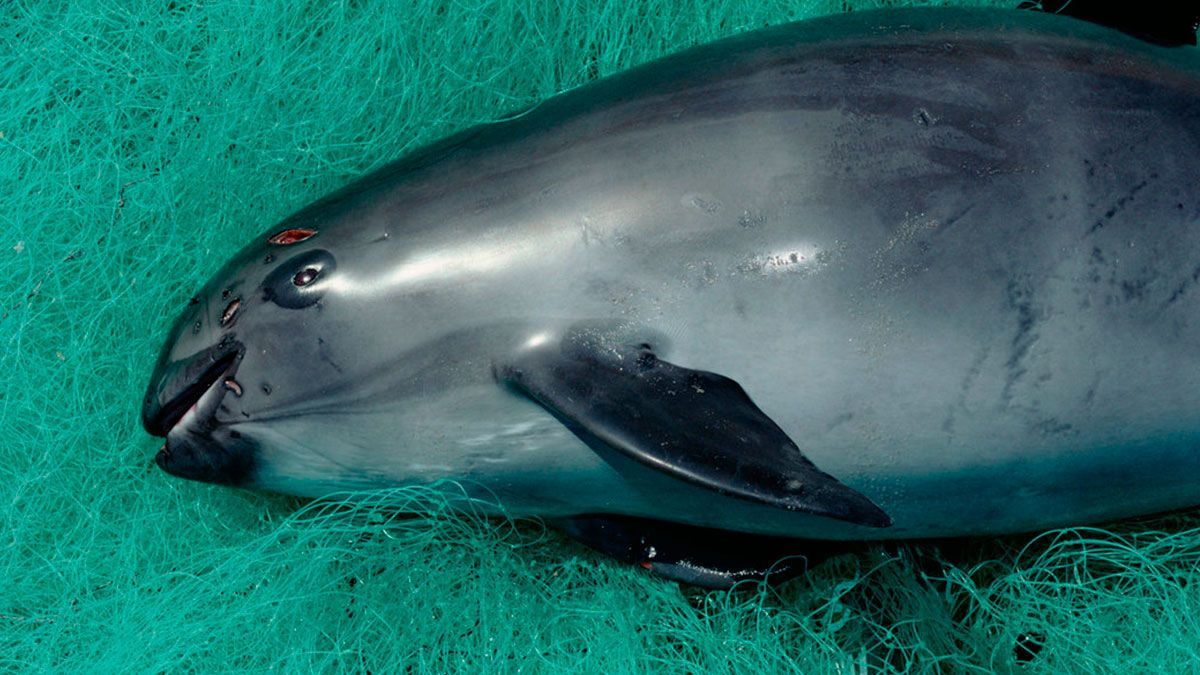Por peligro de extinción, clonarían a vaquita marina